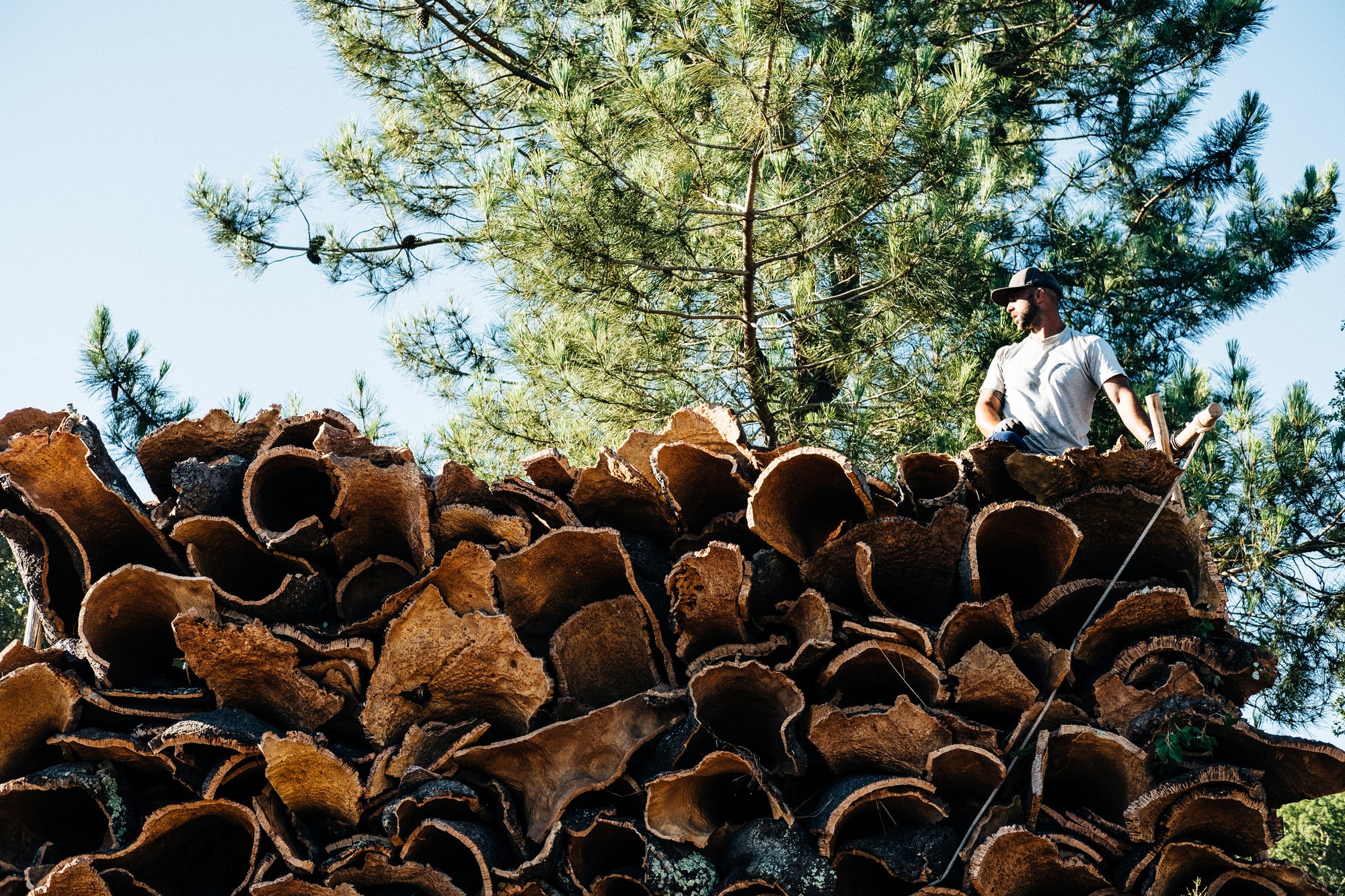 Harvesting eco cork in Portugal.