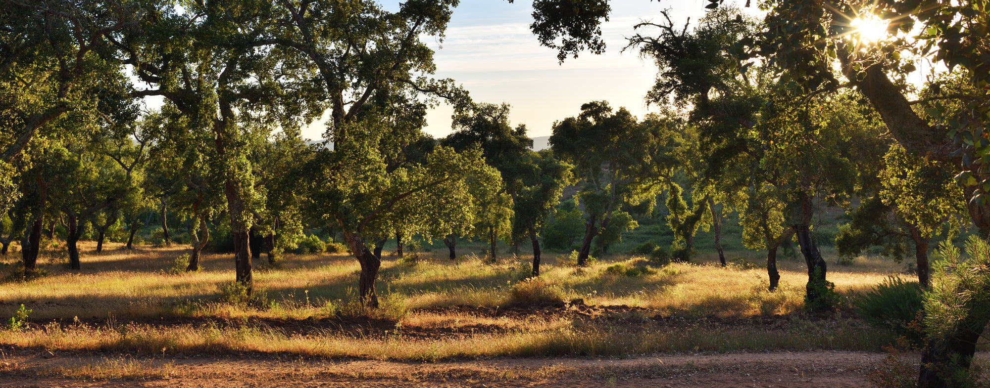 Cork Trees in Cork forest in portugal with the sun shining through the trees.
